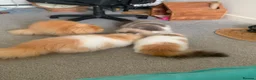 Persian cats for sale: Pure breed Persian  - Advert 2
