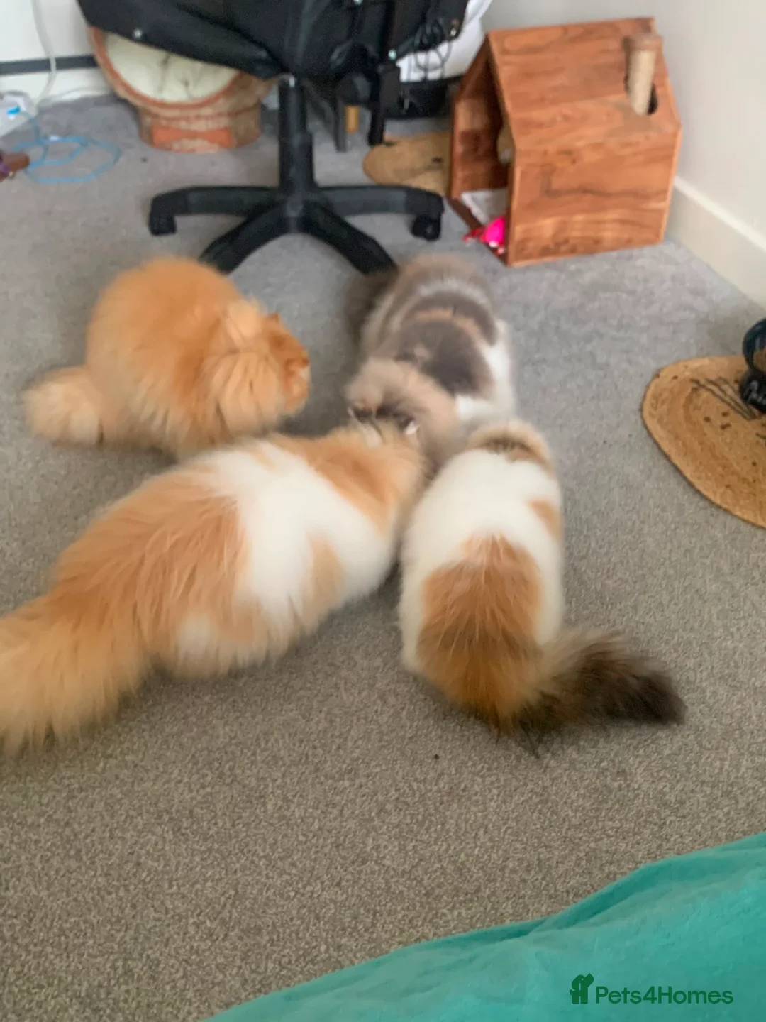Persian cats for sale: Pure breed Persian  - Advert 2