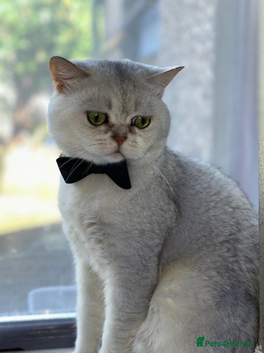 British Shorthair cats for sale: Chunky British shorthair  - Advert 23