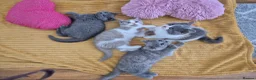 British Shorthair cats for sale: Ready! GCCF parents with champions in line,BSH - Advert 5