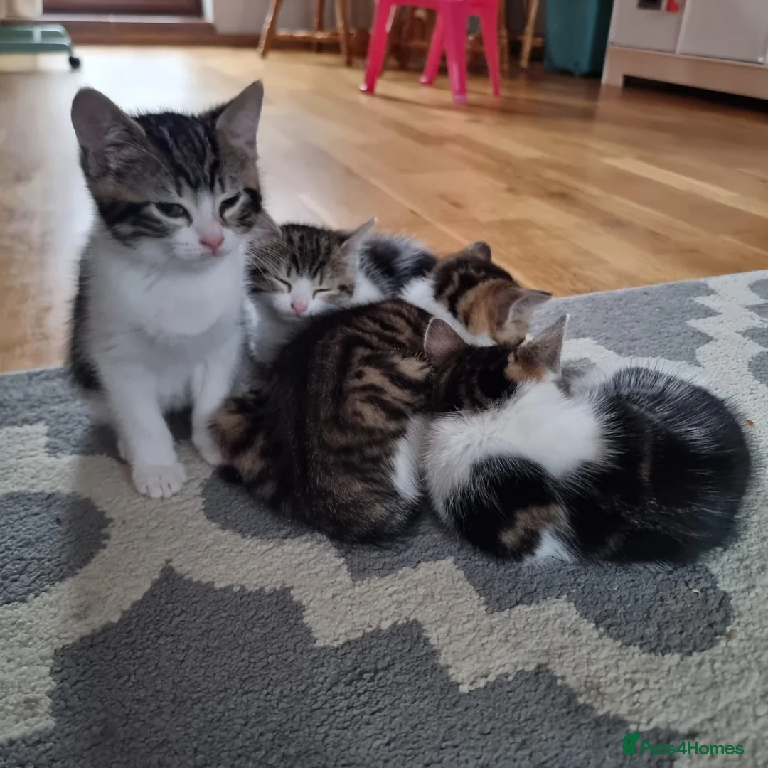 Mixed Breed cats for sale: 4 Cute Kittens For Sale !!!! - Advert 7