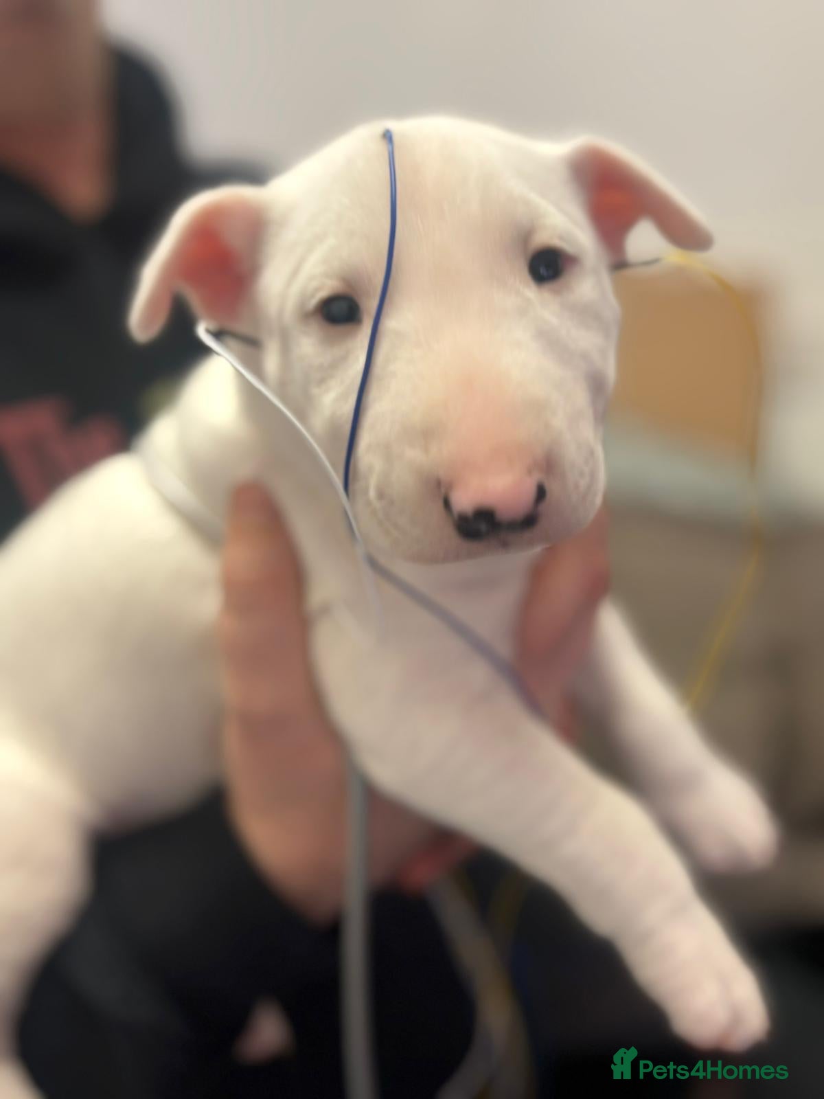 Miniature Bull terrier dogs Mini Bull terriers  - Advert 2