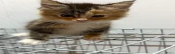 Maine Coon cats for sale: Maincoon kittens  - Advert 8