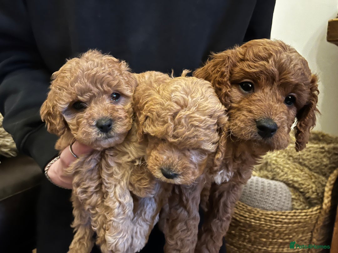 Cavapoo dogs for sale: 7 adorable puppies for sale 5 girls 2 boys  - Image 10