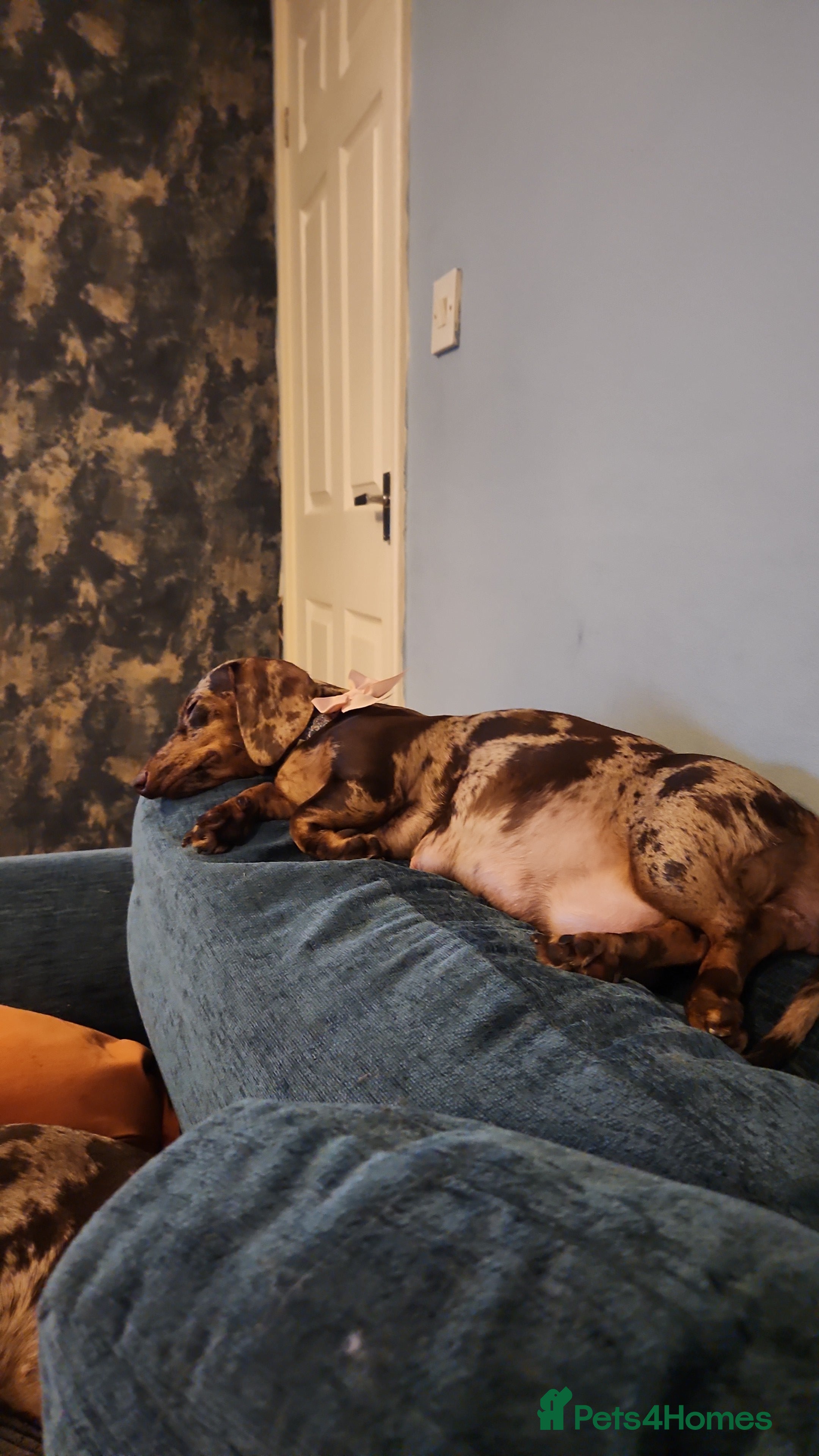 Miniature Dachshund dogs Miniature dachshund pups  - Advert 16