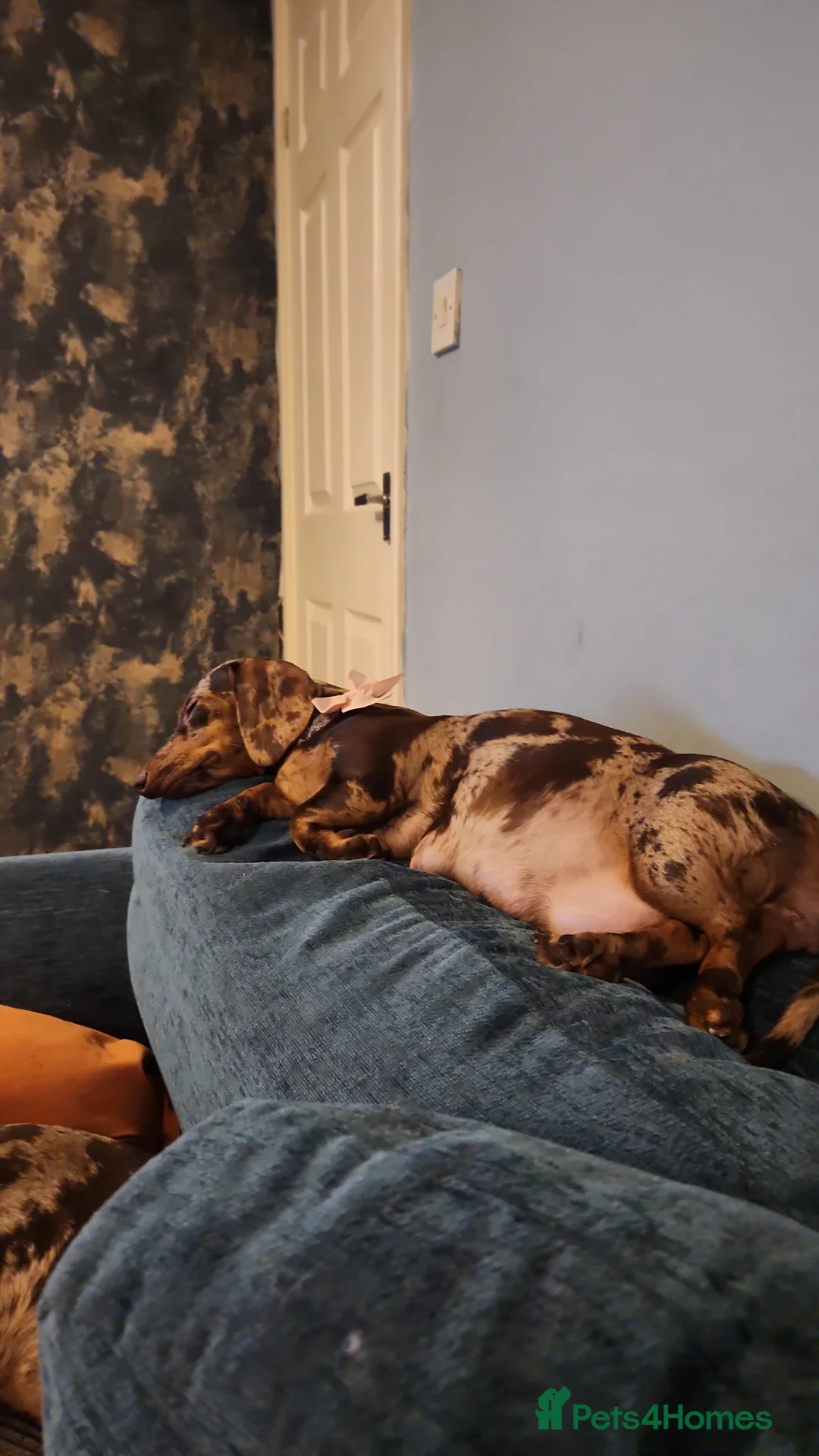 Miniature Dachshund dogs for sale: Miniature dachshund pups  - Advert 1