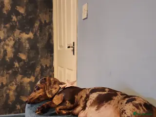 Miniature Dachshund dogs Miniature dachshund pups - Advert 16