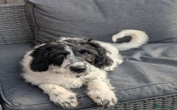 Mixed Breed dogs for sale: 5 month old mixed breed male puppy  - Image 2