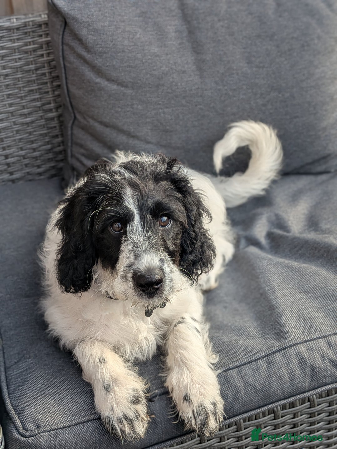 Mixed Breed dogs for sale: 5 month old mixed breed male puppy  - Image 2