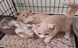 British Shorthair cats for sale: TWO BRITISH SHORTHAIR GCCF registered kittens - Image 7