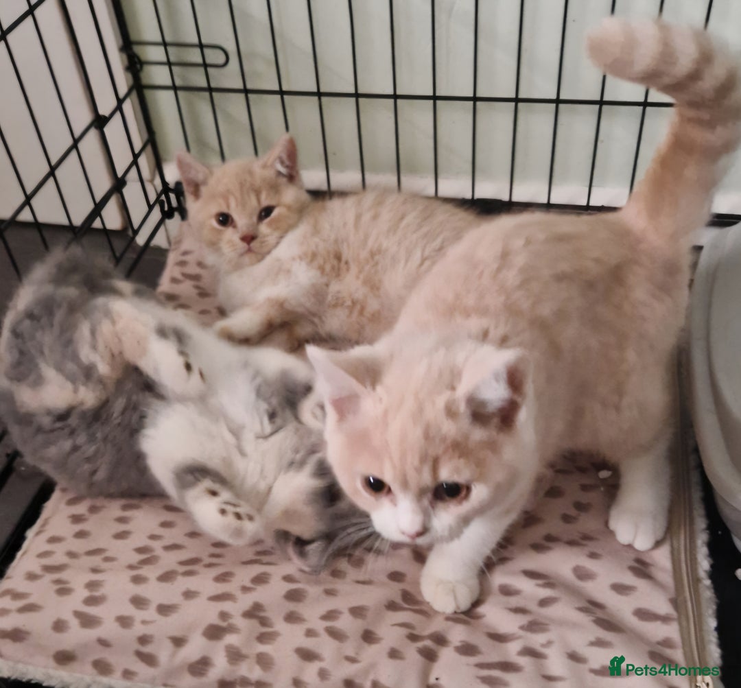 British Shorthair cats for sale: TWO BRITISH SHORTHAIR GCCF registered kittens - Image 7