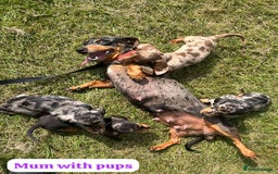 Dachshund dogs for sale: Dachshund Puppies  - Image 11