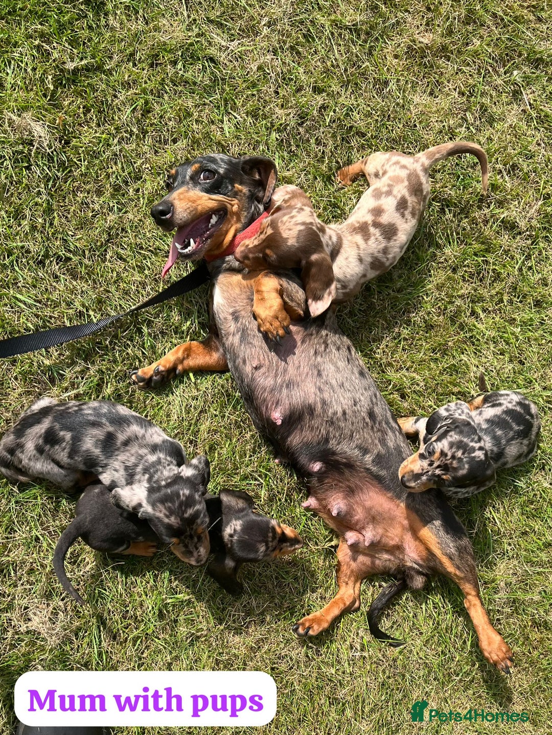 Dachshund dogs for sale: Dachshund Puppies  - Image 11