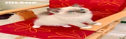 Ragdoll cats for sale: Stunning fluffy blue-point ragdoll female kittens  - Advert 17