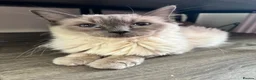 Ragdoll cats for sale: Blue point Ragdoll kittens  - Advert 13