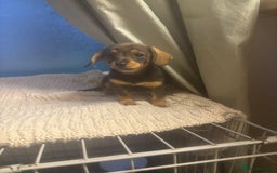 Mixed Breed dogs for sale: Dashound and Pomeranian  - Image 8