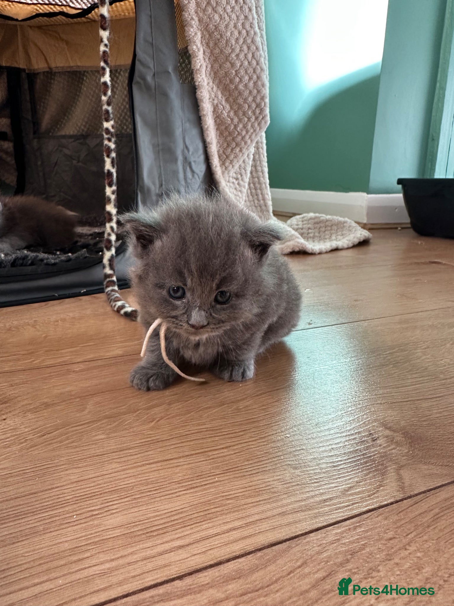 Maine Coon cats for sale: 5 beautiful Maine coon kittens - Advert 5