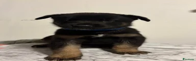 Mixed Breed 4