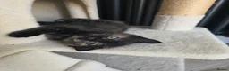 Mixed Breed cats for sale: Ragdoll mix kittens ready 17/8 in Stoke-on-Trent - Advert 4