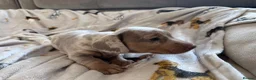 Miniature Dachshund dogs for sale: Little sister and brother 💙❤️  - Advert 6