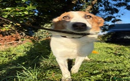 Mixed Breed dogs for adoption: Freud - Norwich Norfolk  - Advert 2