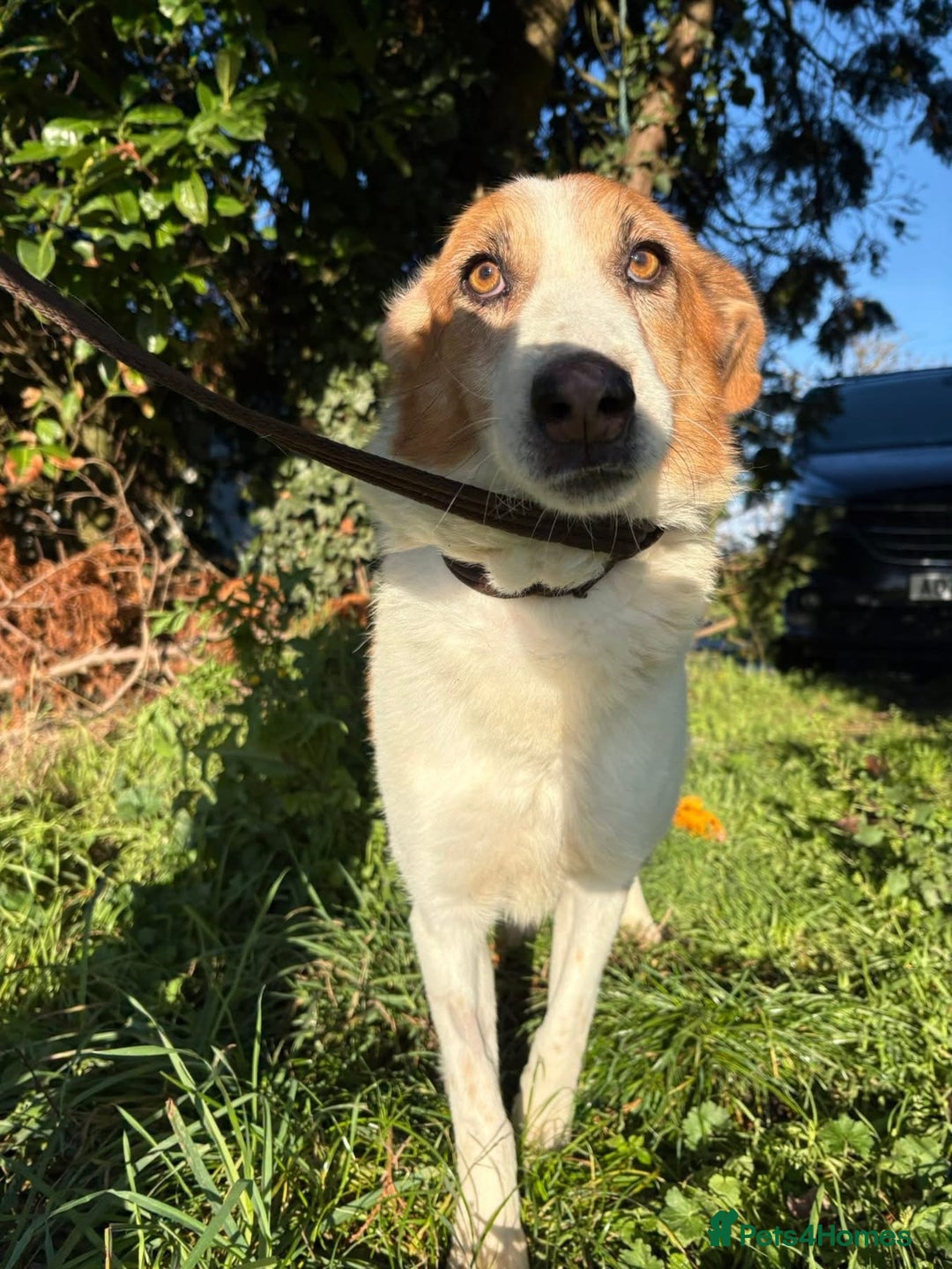 Mixed Breed dogs for adoption: Freud - Norwich Norfolk  - Advert 2
