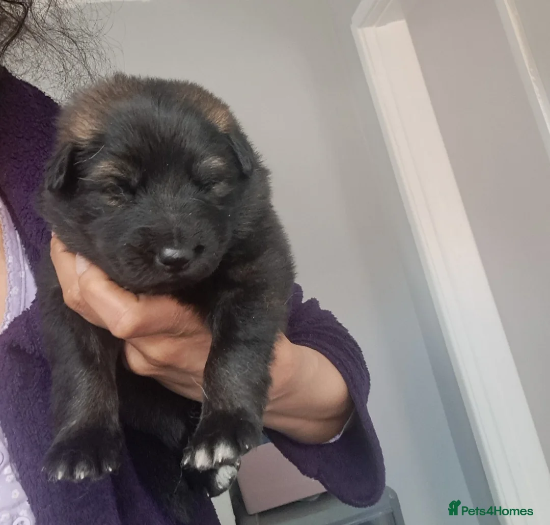 German Shepherd dogs for sale: German Shepherd straight back working line  - Advert 11