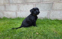 Giant Schnauzer dogs for sale: Working Line Giant Schnauzer Puppies Available  in West Bromwich - Image 5