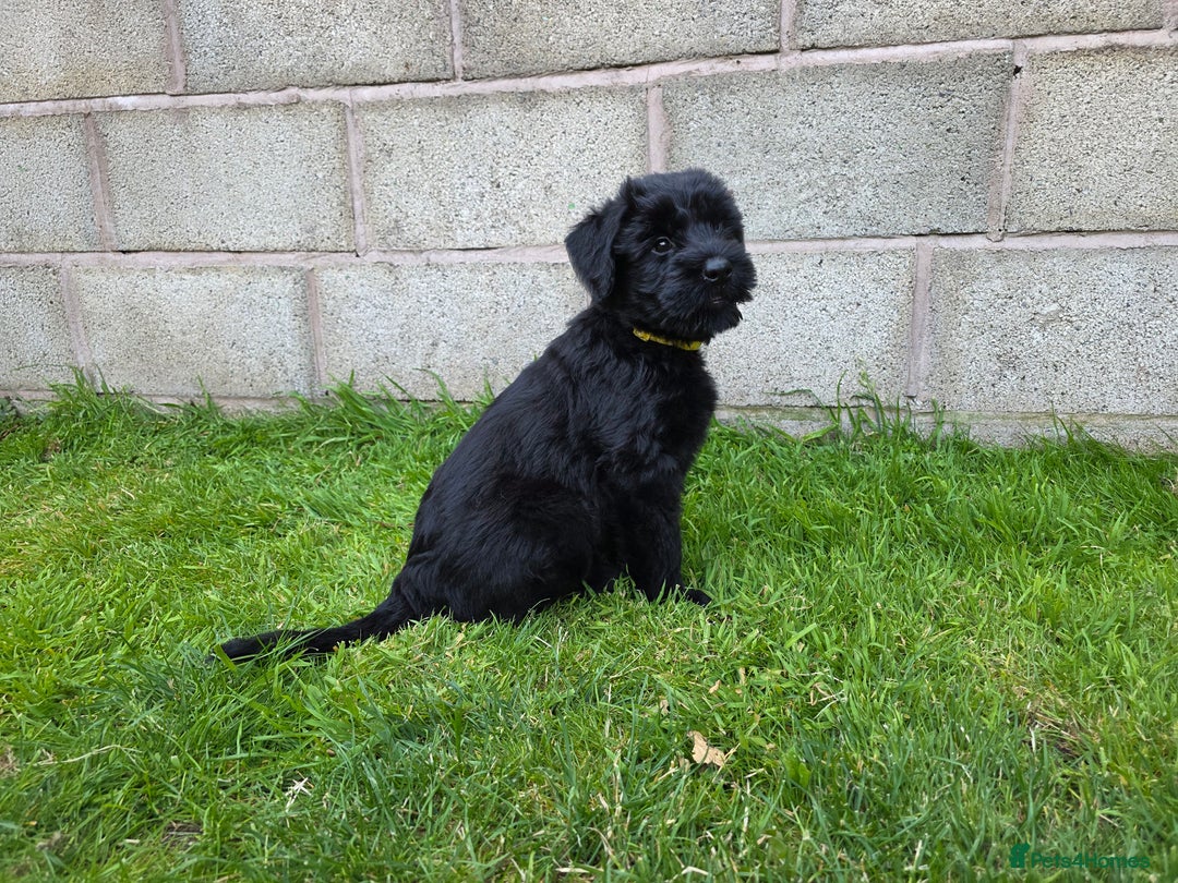 Giant Schnauzer dogs for sale: Working Line Giant Schnauzer Puppies Available  in West Bromwich - Image 5