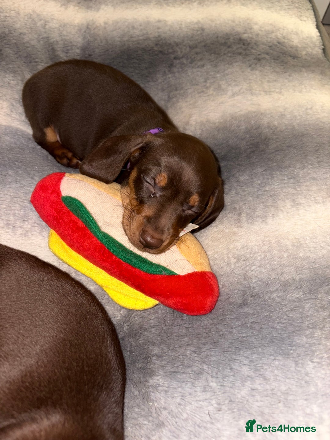 Miniature Dachshund dogs for sale: Miniature Dachshund Puppies  - Advert 21