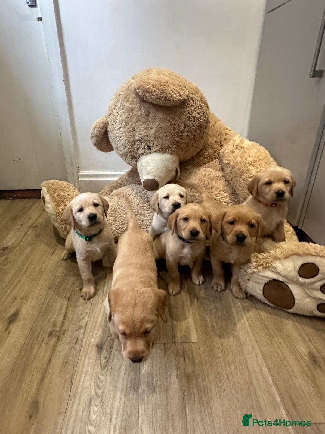 Labrador Retriever dogs for sale: My lovely Labrador puppies - Image 5