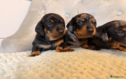 Miniature Dachshund dogs for sale: Miniature Dachshund - Advert 4