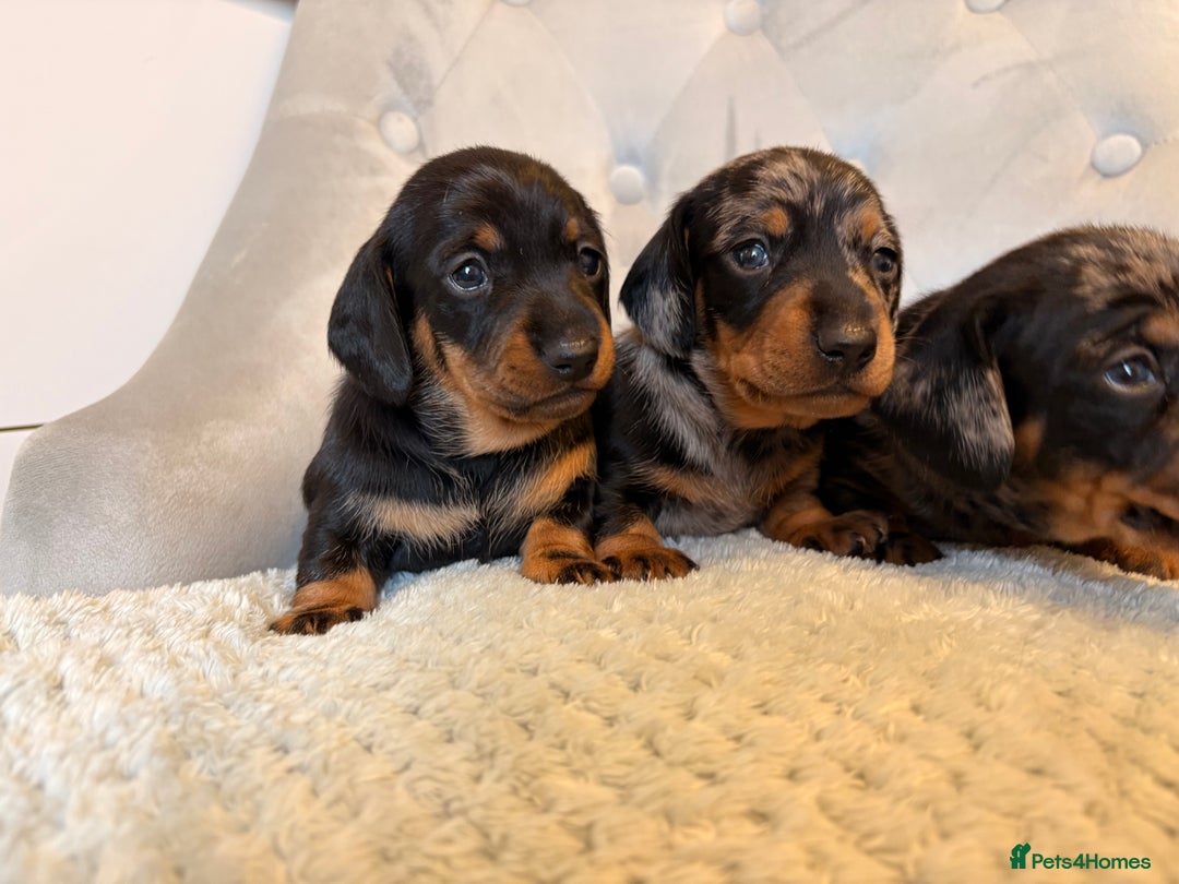 Miniature Dachshund dogs for sale: Miniature Dachshund - Advert 4