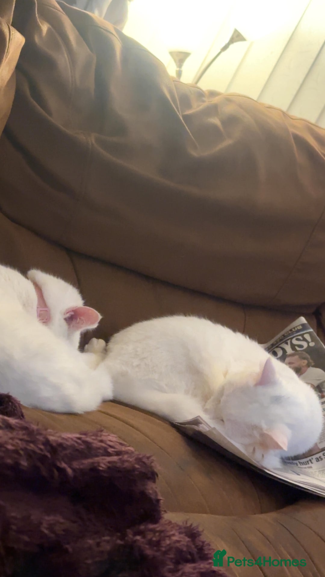 Mixed Breed cats for sale: 2 white female cats - Advert 1