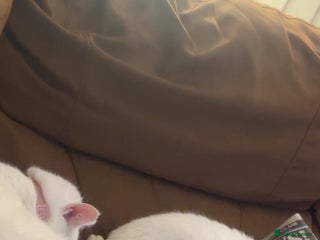 Mixed Breed cats 2 white female cats - Advert 2