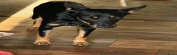 Mixed Breed dogs for adoption: Sweet Lilly is looking for LOVE - Advert 16