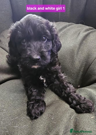 Goldendoodle dogs - Advert 1