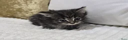 Domestic Shorthair cats for sale: Beautiful Litter of 8 Kittens –5 Females & 3 Males - Advert 13