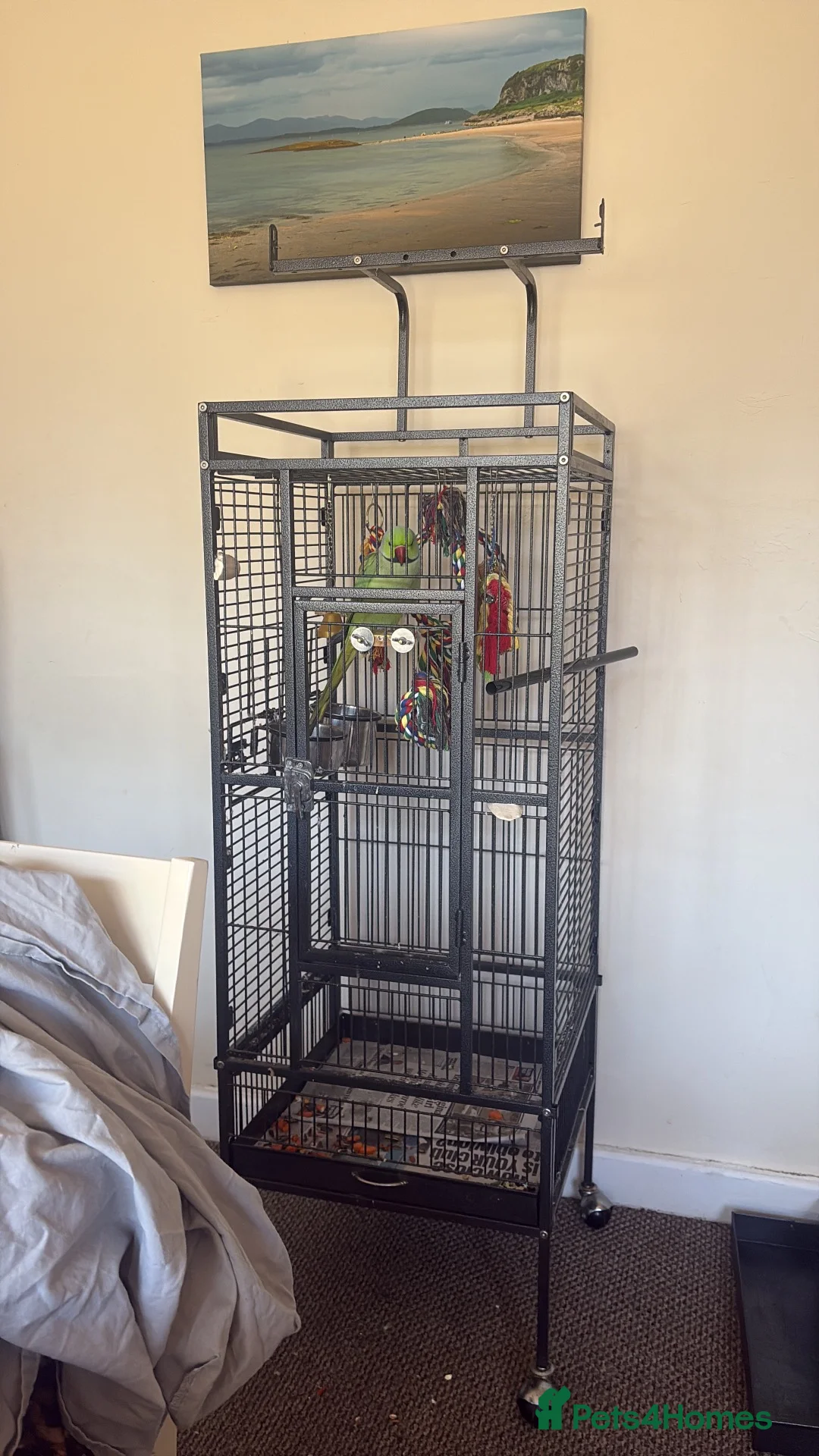 Parakeets birds for sale: Classic Green Adult Male Indian Ringneck  - Advert 2