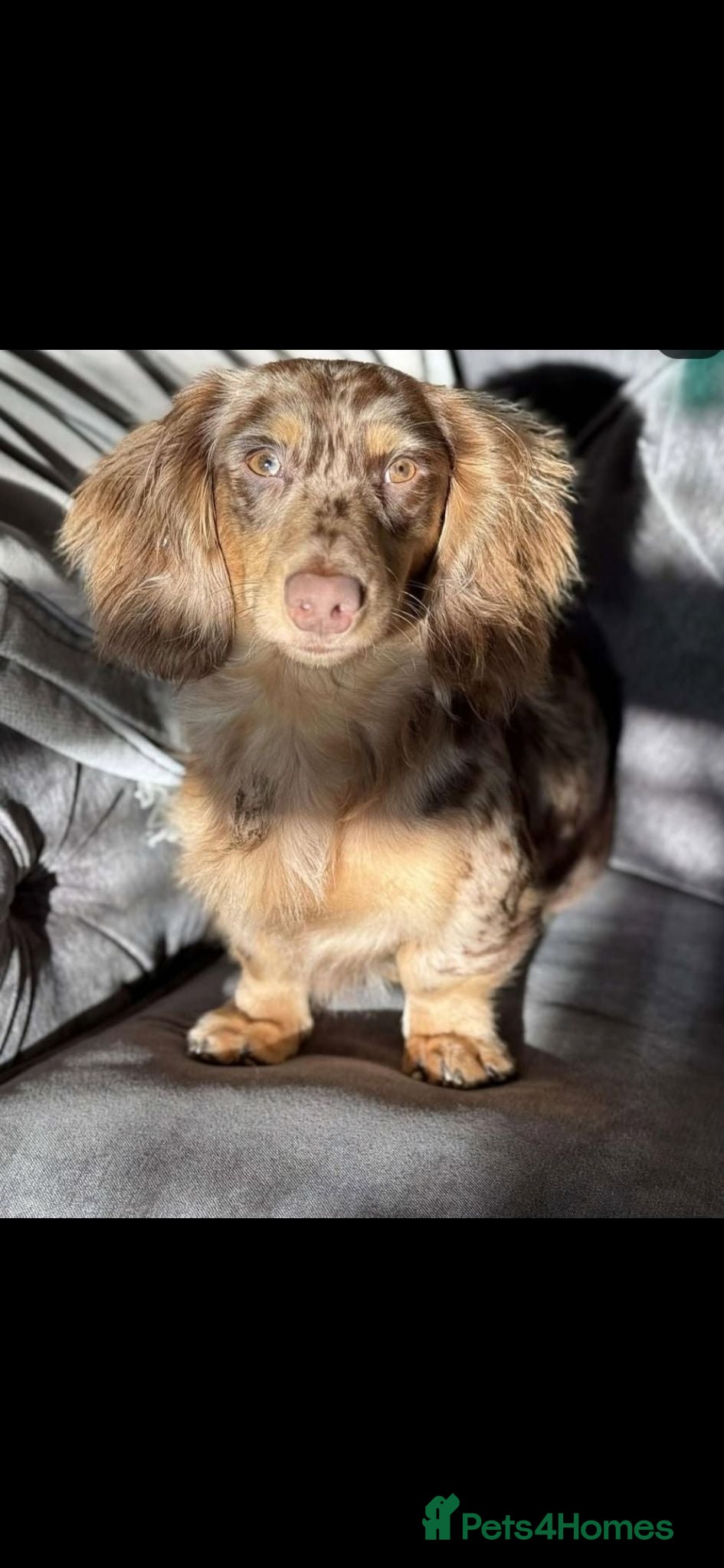 Dachshund dogs KC Registerd miniture daushands - Advert 2