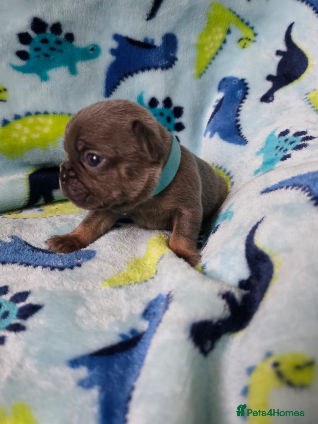 French Bulldog dogs for sale: BEAUTIFUL FRENCH BULLDOG PUPPIES  - Advert 10