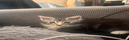 Maine Coon cats for sale: 4 fluffs for sale - Advert 15