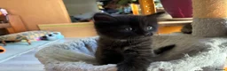 Mixed Breed cats for sale: Healthy , Energetic, Absolutely stunning 8  - Advert 33