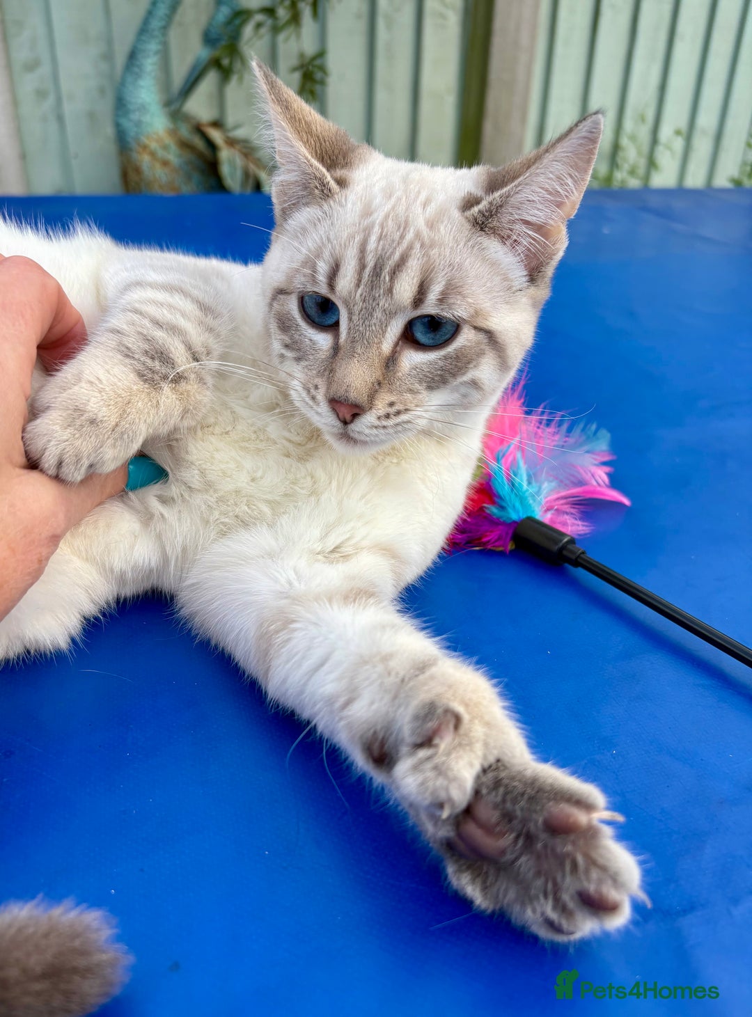 Keetso cats for sale: Superb polydactyl girl - Advert 11