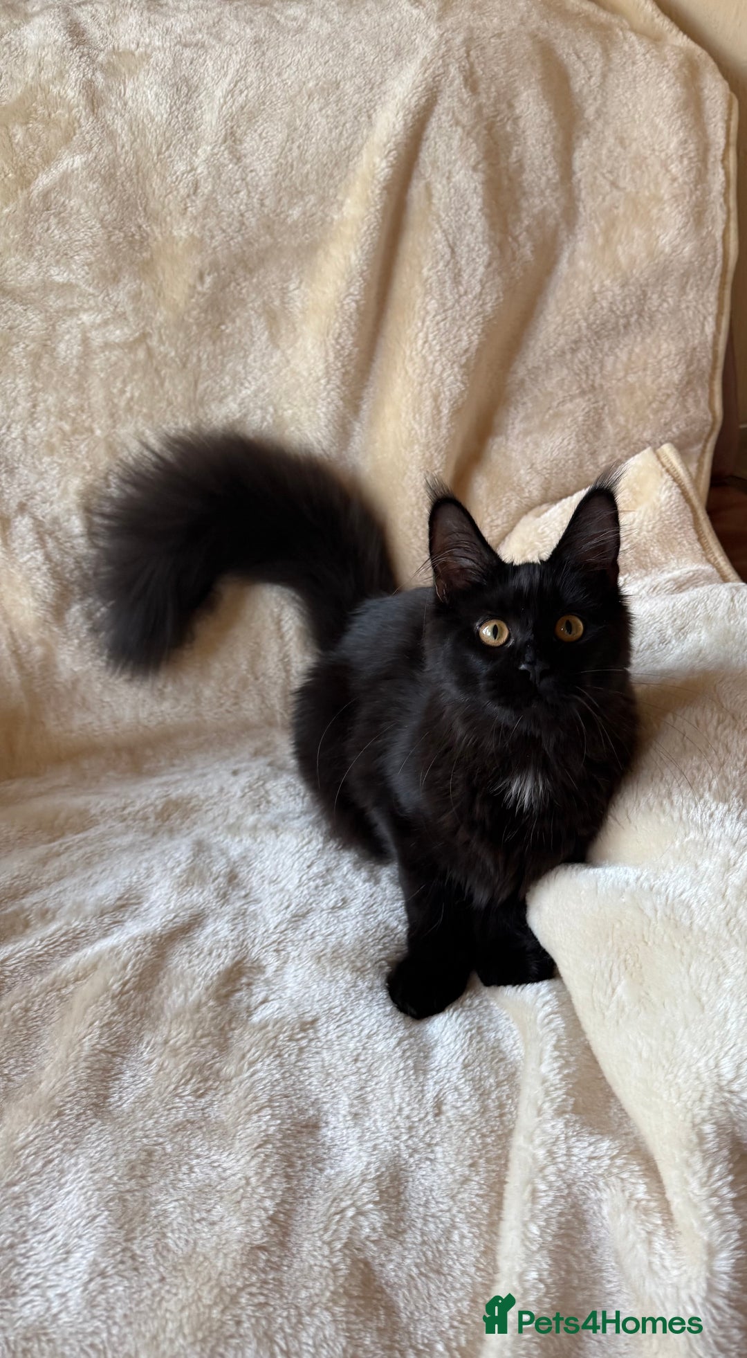 Maine Coon cats for sale: Pedigree GCCF Russian Import line Maine Coons - Advert 11