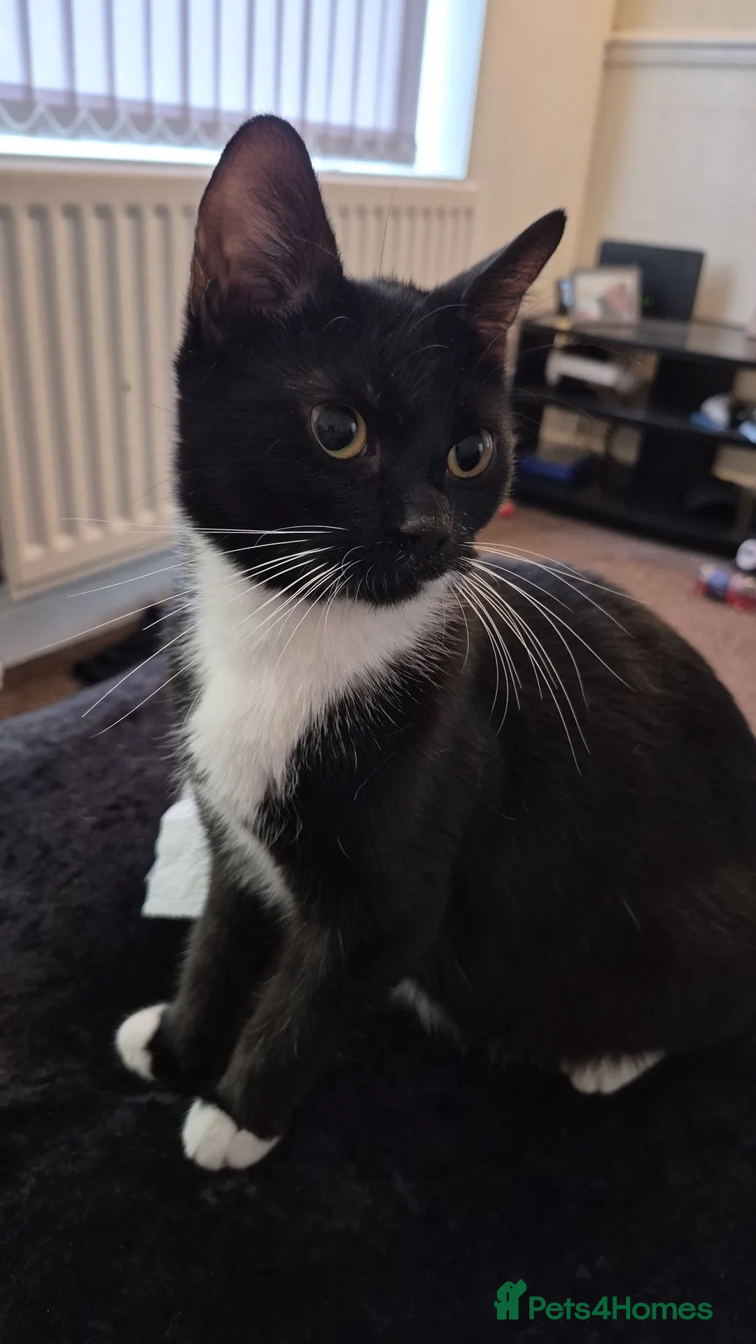 Mixed Breed cats for sale: Mixed breed cat - Advert 4