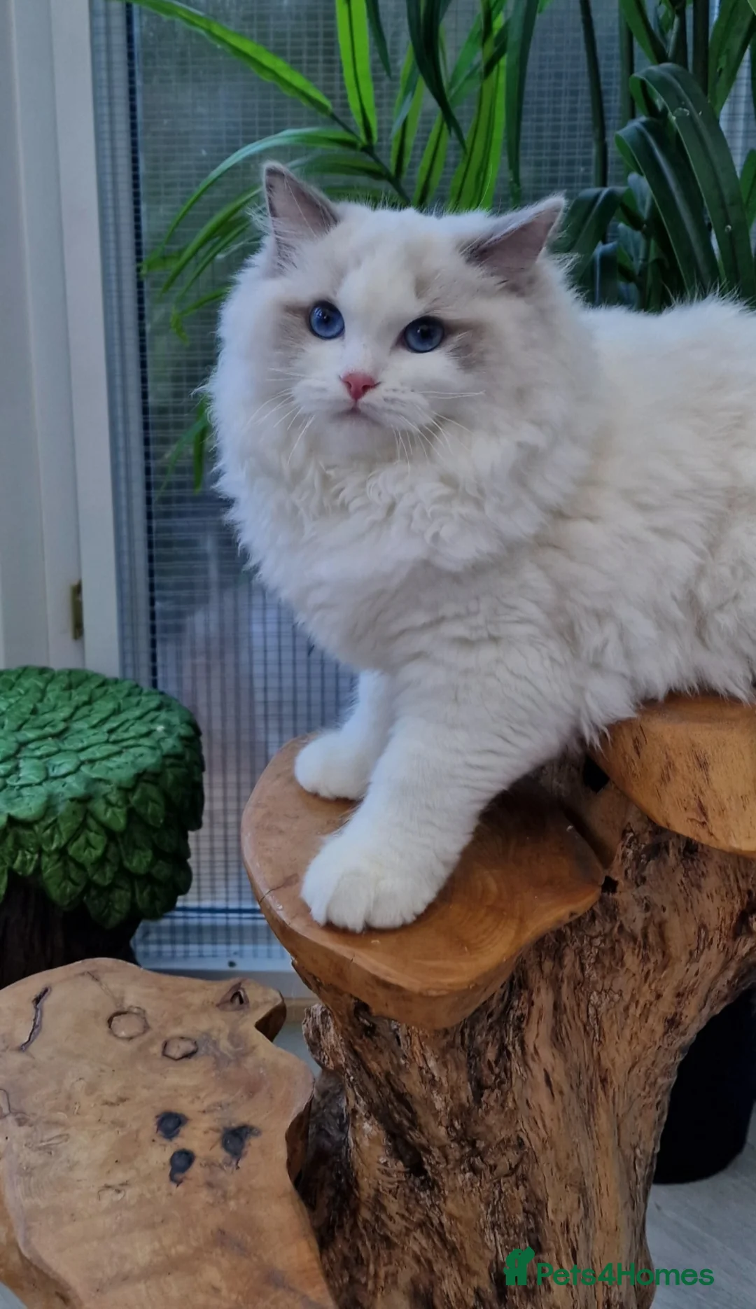 Ragdoll cats for sale: 🎀✨️Exclusive top quality kittens🎀 from🏆lines✨️ - Advert 4