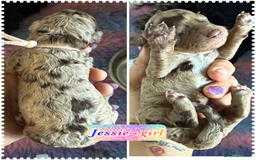 Cockapoo dogs for sale: Beautiful F2b Cockapoo Puppies 1M 1F available - Image 14