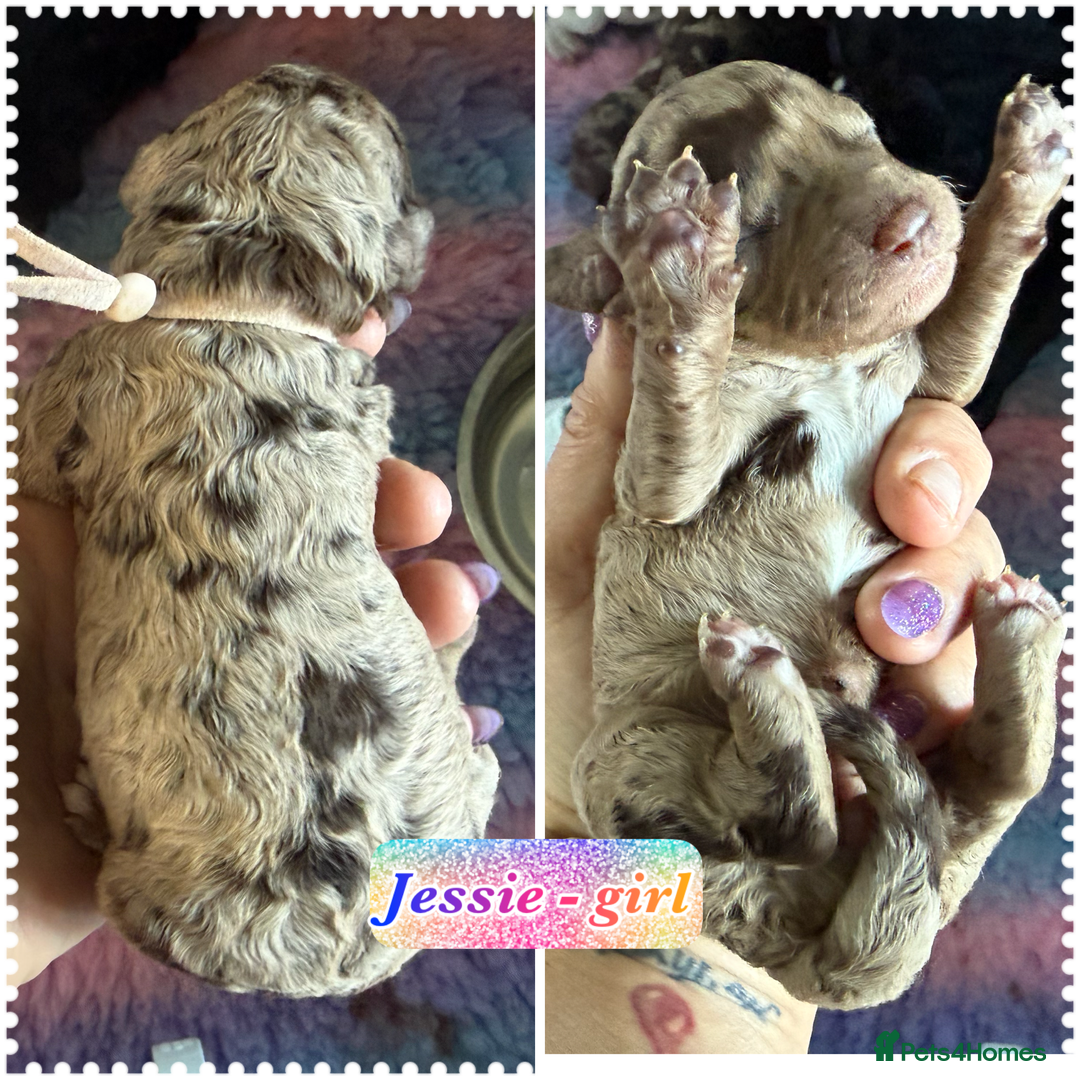 Cockapoo dogs for sale: Beautiful F2b Cockapoo Puppies 1M 1F available - Image 14
