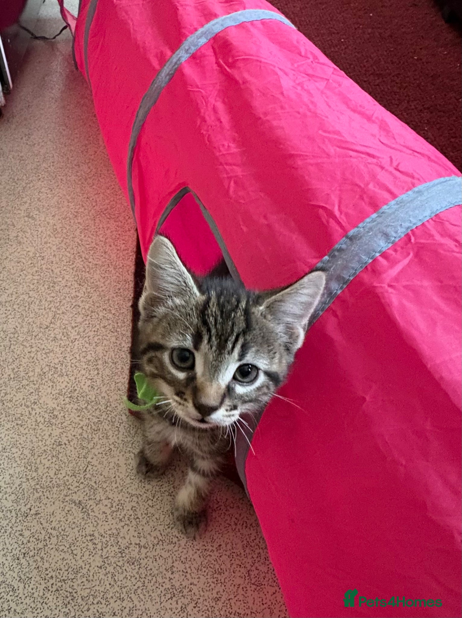 Mixed Breed cats Maincoon cross kittens  - Advert 15